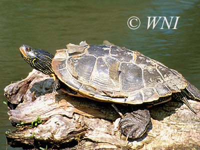 Common Map Turtle (Graptemys geographica)